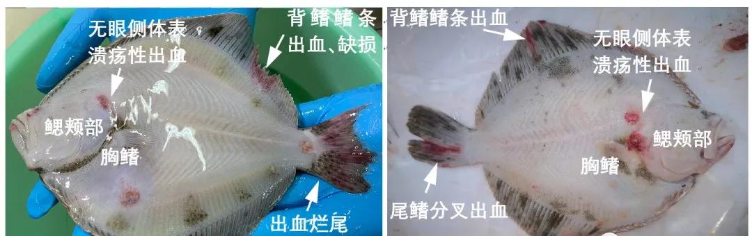 大菱鲆烂身病,大菱鲆起红点是什么病