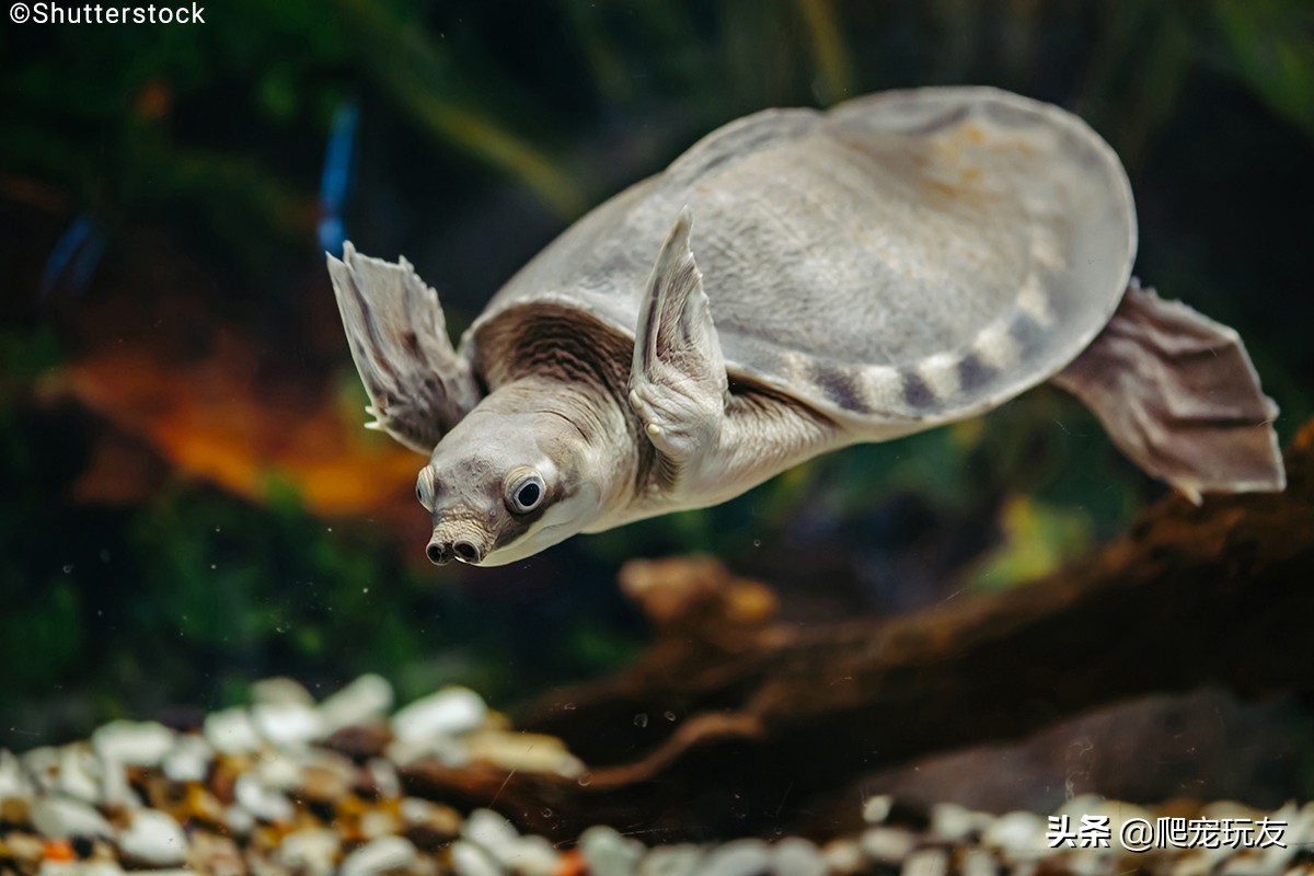 猪鼻龟苗子到家需要浅水饲养吗,怎么分辨猪鼻龟是人工饲养的