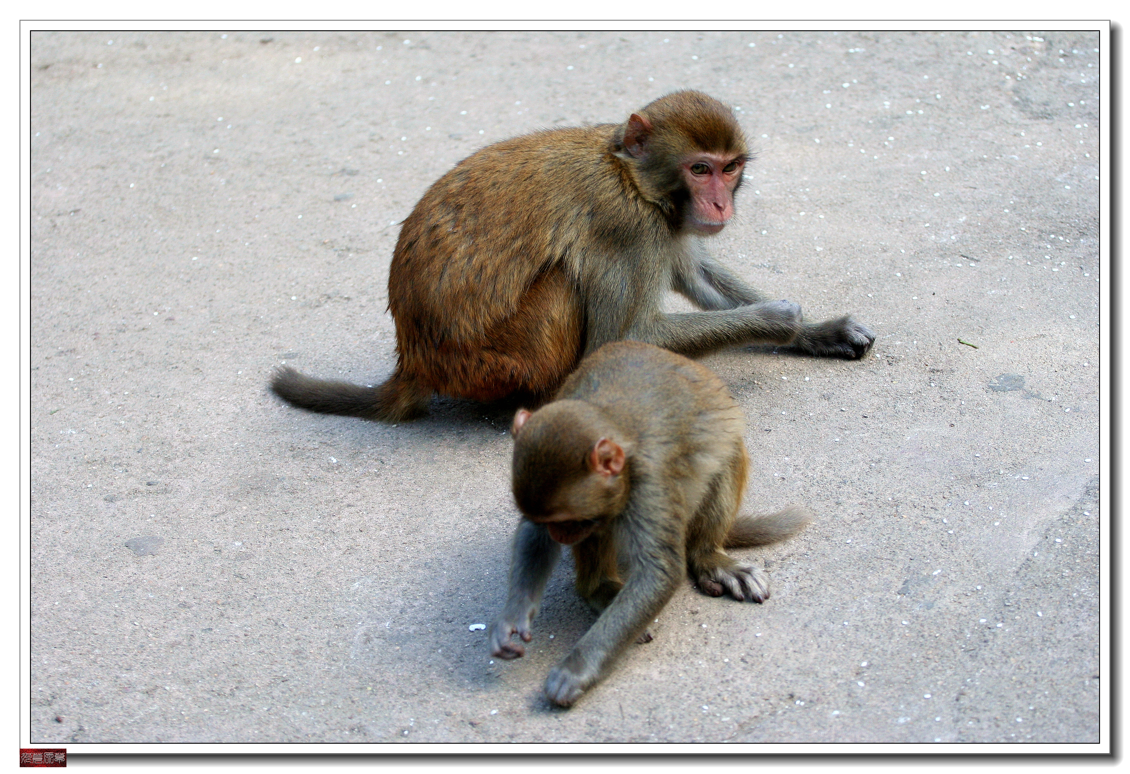 南湾猴岛猕猴王国,猕猴乐园南湾猴岛