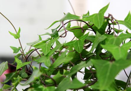 常春藤一年长多少厘米,常春藤多少天淋一次水