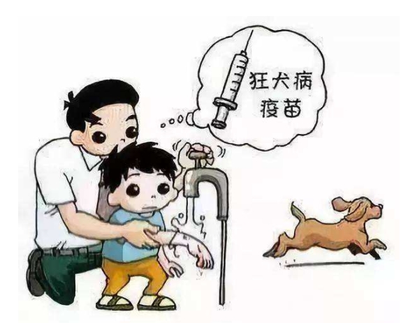 被猫狗咬伤了要怎么办动画,被猫狗轻微抓伤怎么办
