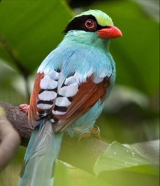 广东常见鸟类图谱和名称图文,东江揽胜鸟类