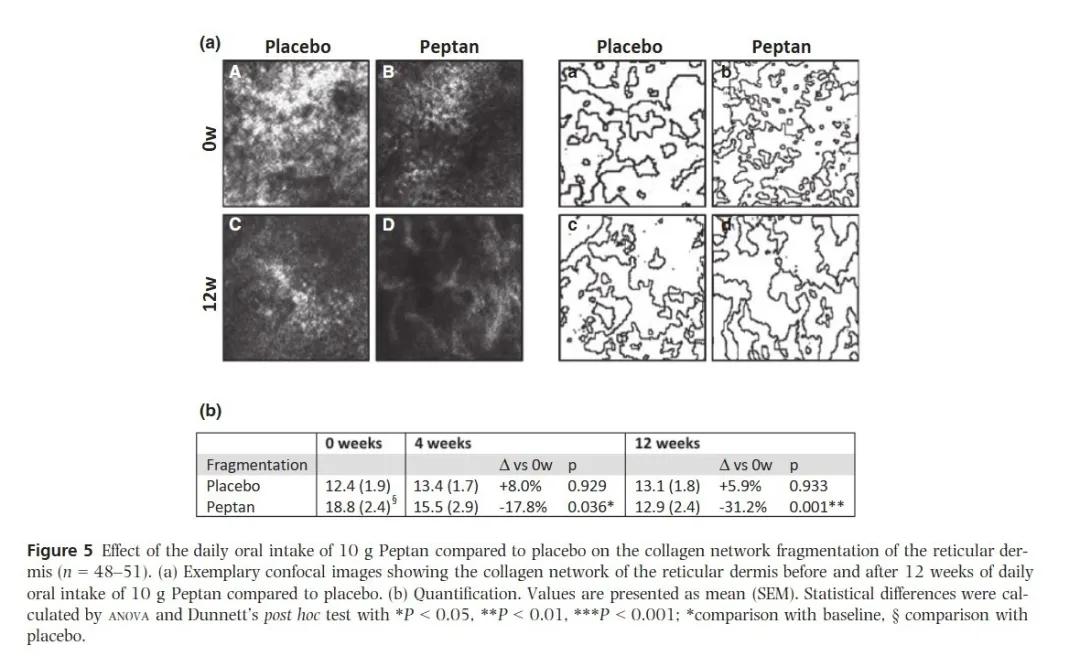 如何最高效补充胶原蛋白,重组胶原蛋白多效修护副作用