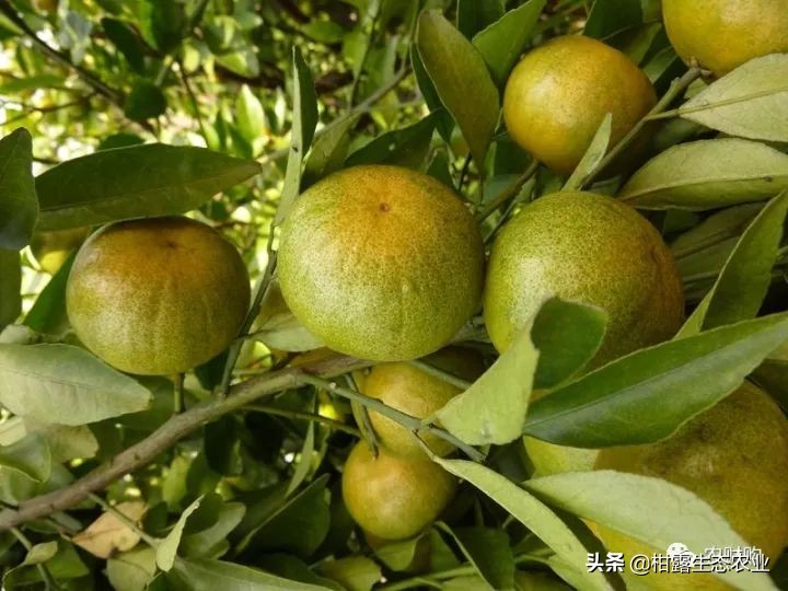 作物虫害识别大全图谱,果园物理防控虫害的方法