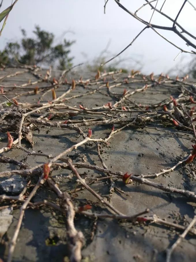 上海自驾舟山桃花岛游路线推荐,从上海去桃花岛如何安排行程