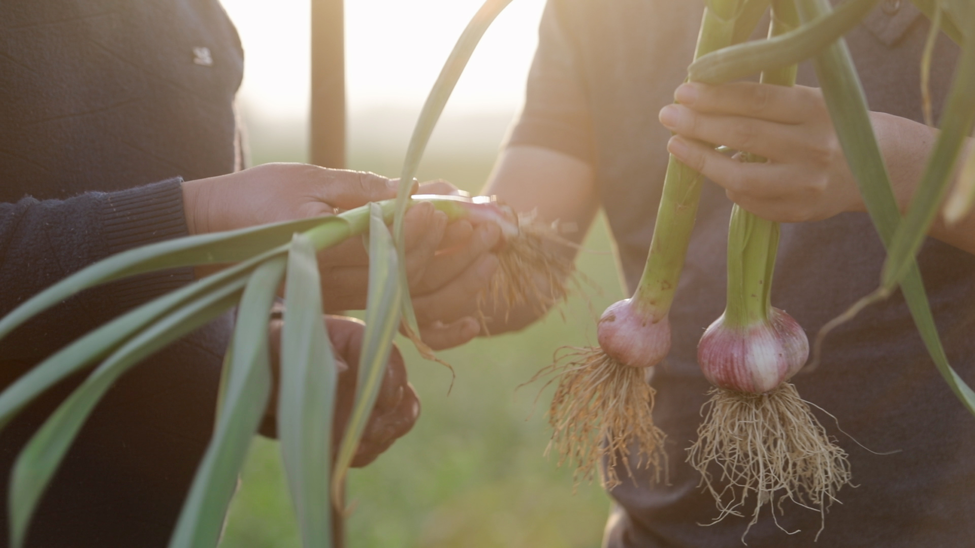 大蒜增产项目,大蒜增产小窍门