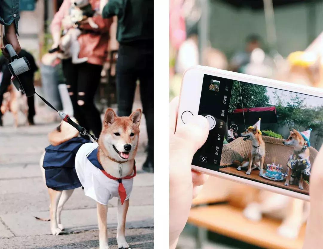 柴犬阶级意识,柴犬成为了门面担当