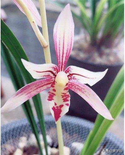 诗歌朗诵静待春暖花开,朗读咏兰花古诗