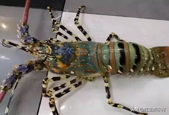 十大顶级土豪食材,世界最昂贵的十大食材排行榜