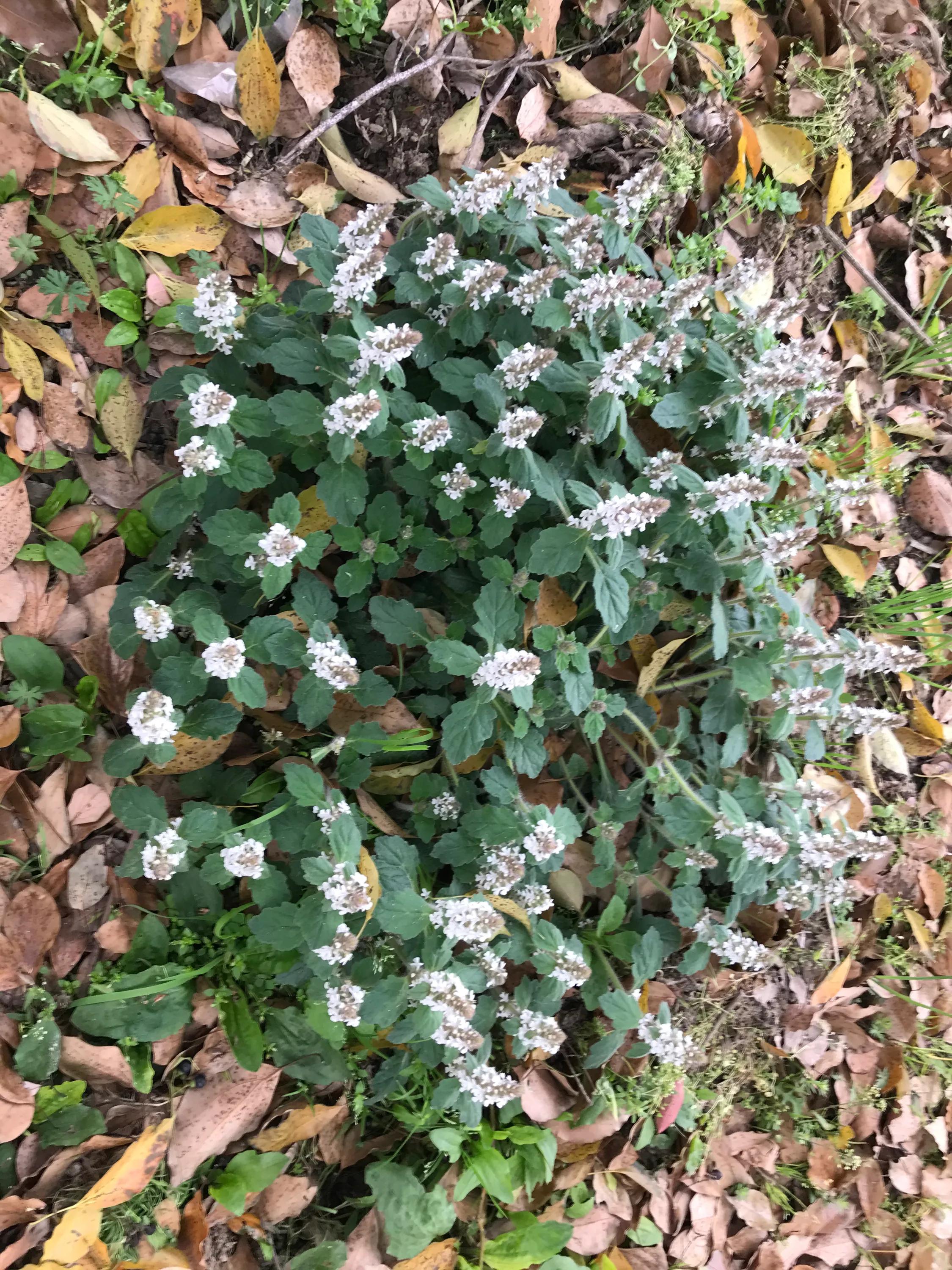 苏州吴江震泽八都,吴江区震泽八都贯桥社区