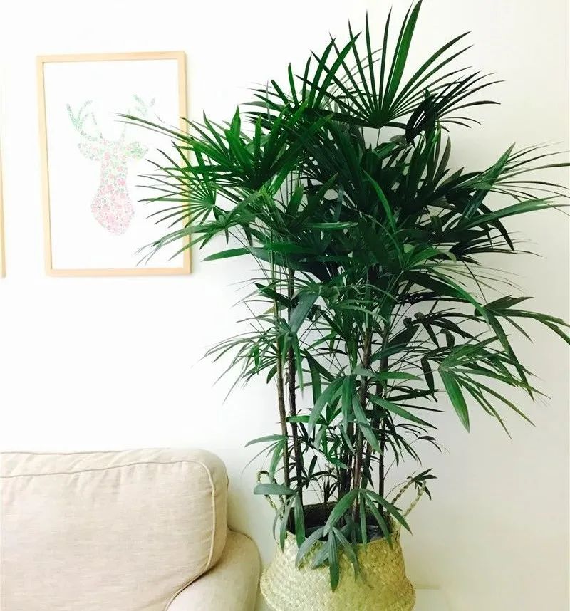 绿叶竹子怎么养护,细叶棕竹怎么养护和管理