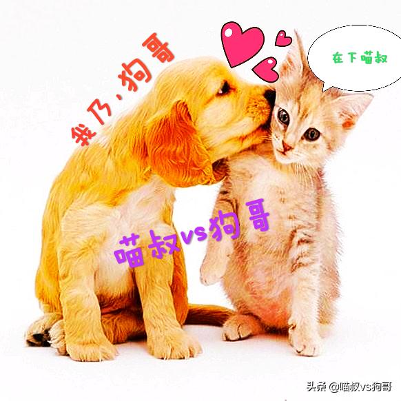 怎么预防猫咪感染猫冠状病毒,猫咪冠状病毒可以不隔离吗
