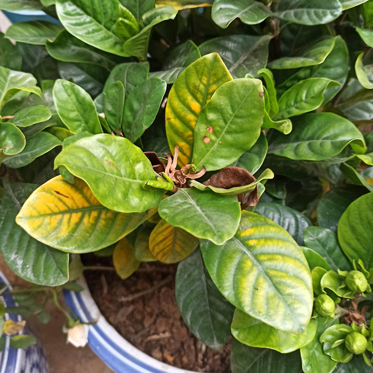 栀子花买回来黄叶不开花,栀子花总有黄叶叶子不油亮怎么办