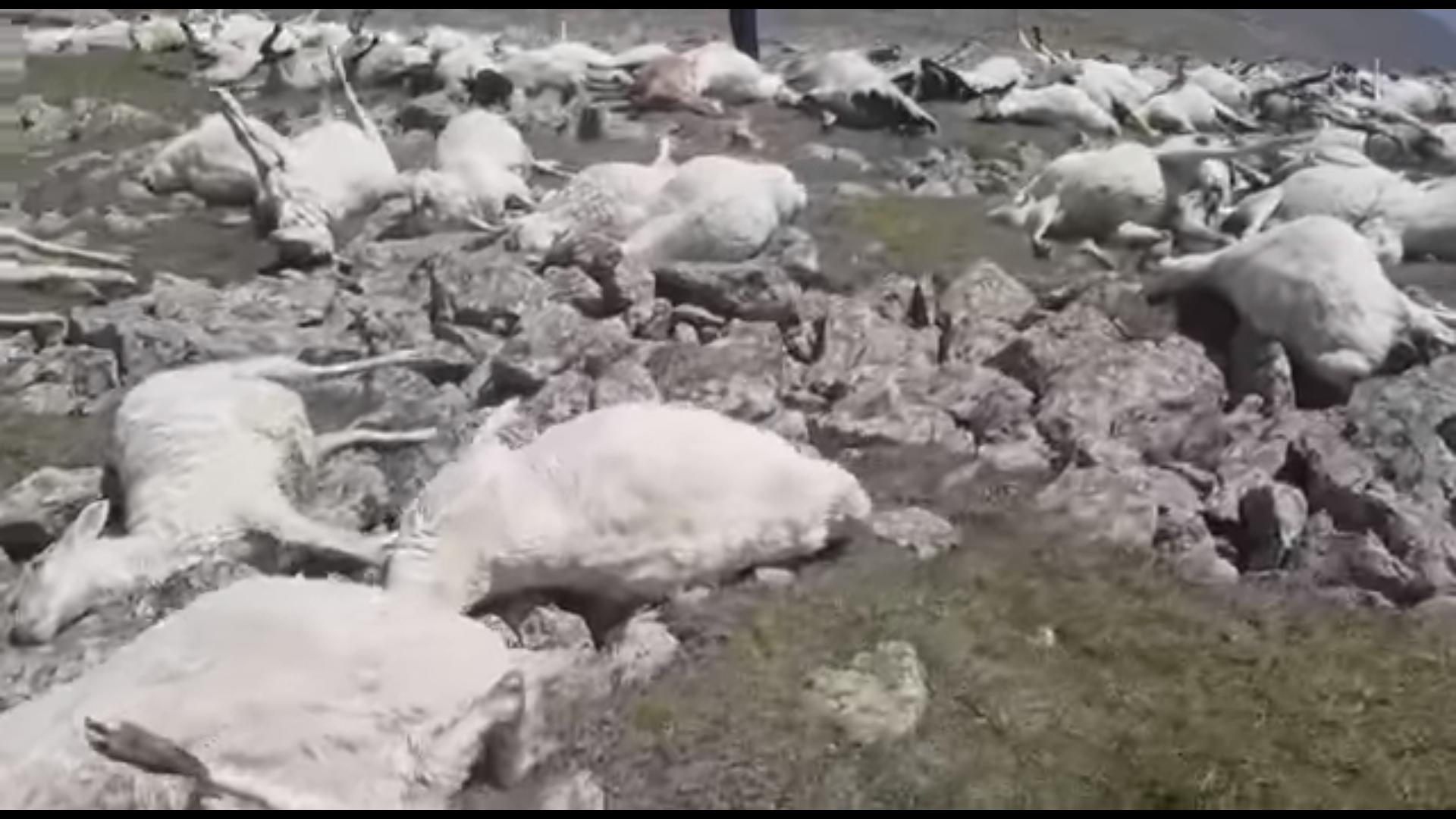 挖虫草遭雷击身亡,挖虫草被雷击的图片