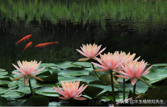 睡莲种块的种植方法和注意事项,睡莲种植方法种土里全过程