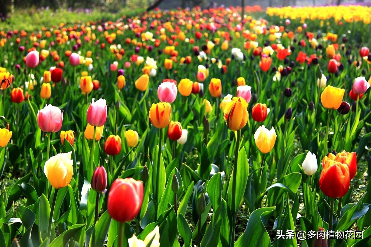 郁金香怎么养才能开花,郁金香怎么种植和养护方法