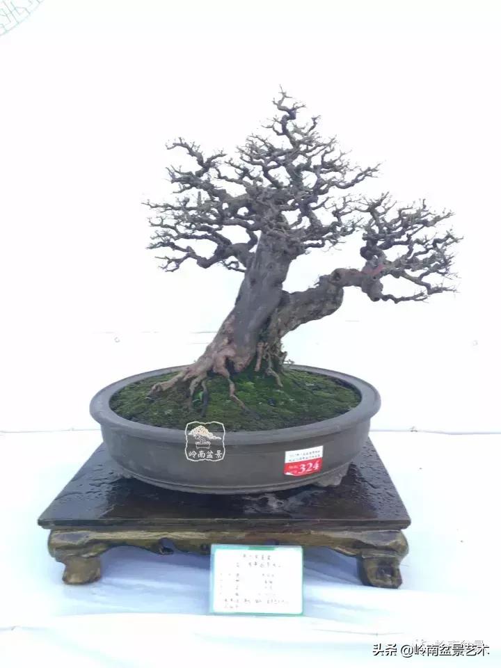 大树型雀梅造型,雀梅盆景怎么养才能爆盆