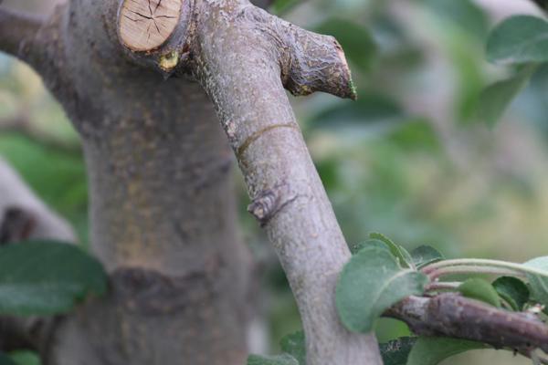 苹果树环切的正确方法,苹果树环切教学