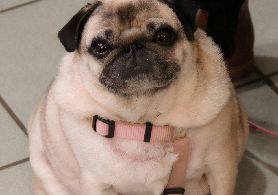 狗狗一生太短我们要好好善待它们,狗狗寿命短总会难过的