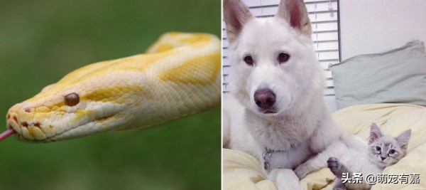 辟谣宠物,奇特可爱宠物