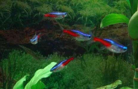 菠萝鱼有白点病怎么办,小菠萝得了什么病还能活多久