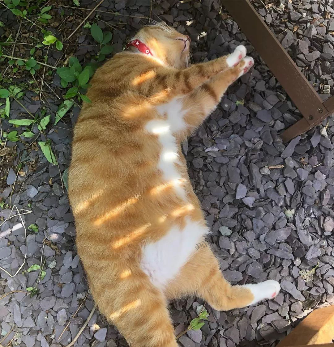 关于猫主子的冷知识和方法,猫主子的护理方法