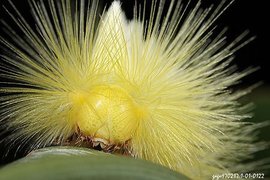 自然界十大奇特昆虫,世界十大怪异昆虫