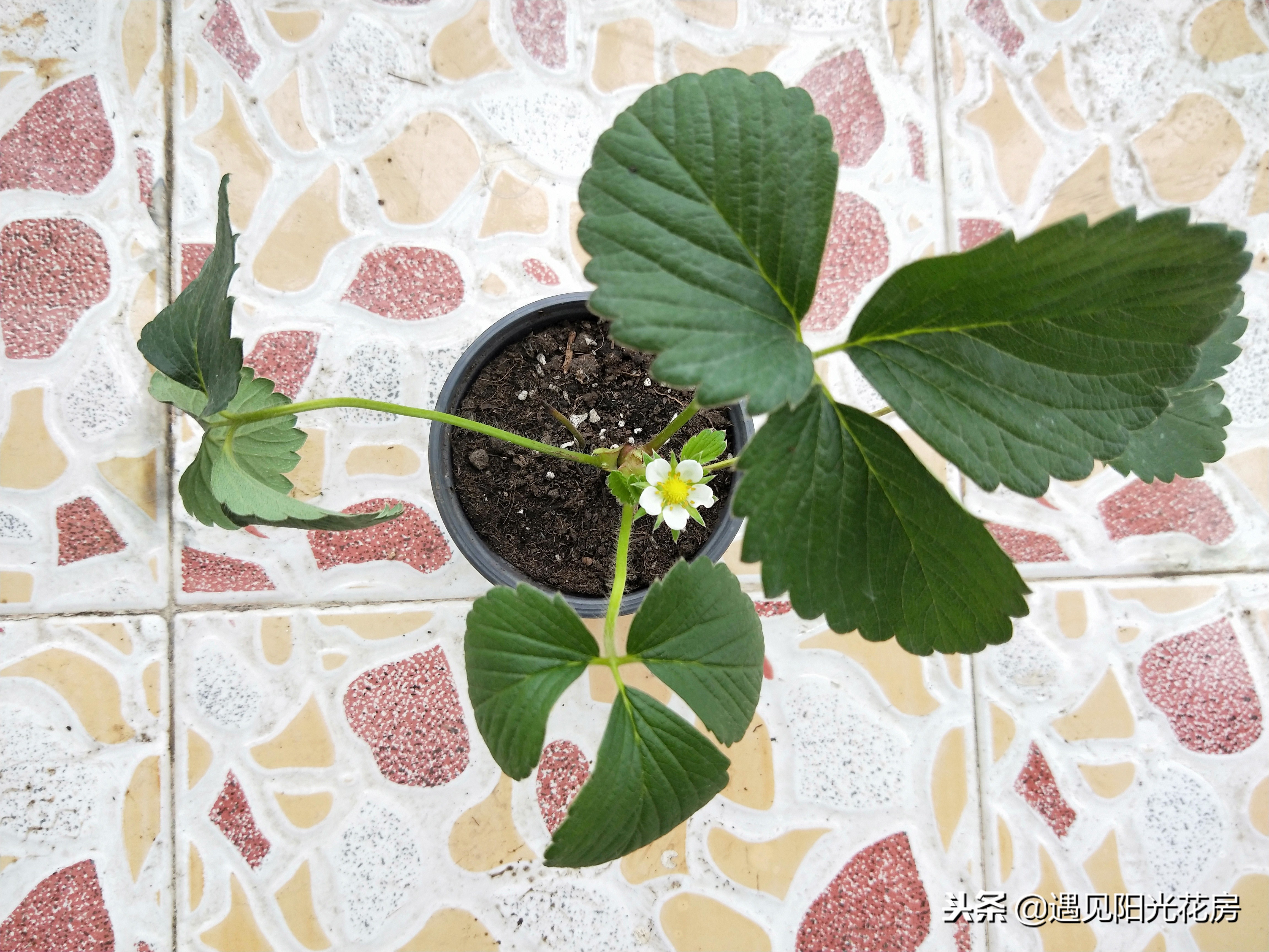 盆栽草莓开花了怎么养护,怎么养草莓才会多开花