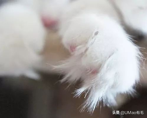 脚毛太长要刮掉吗,脚毛太长了能不能刮