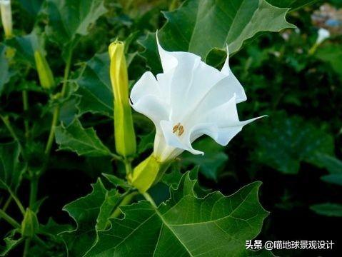 农村常见的野花野草哪些是能吃的,儿时在农村最常见的野花野草