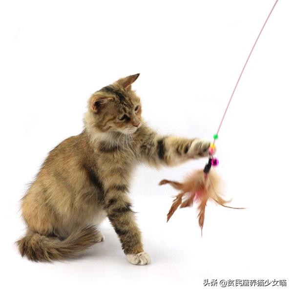 猫咪必备玩具排行榜,猫咪最爱的7款玩具