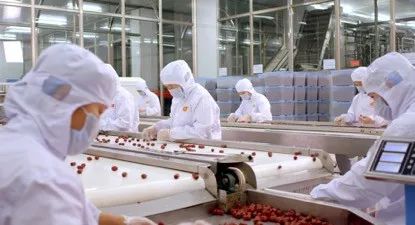 从订婚信物到休闲零食,8000年来新郑红枣经历了什么?