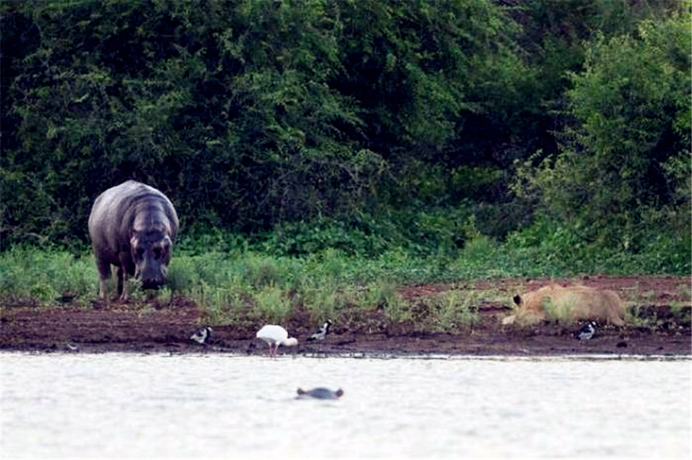 非洲狮偷袭小河马，被赶来的母河马救下，最后却落入公河马的嘴中