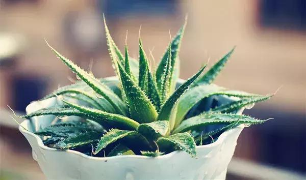 养芦荟用什么盆最好,在家里养芦荟居然有这么多好处