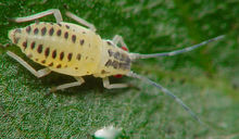 利用瓢虫防治蚜虫的生物防治方法,玉米蚜虫的防治时间及防治方法