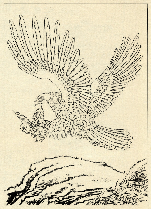 白描鹰技法基础入门,工笔画素材白描鹰图漂亮