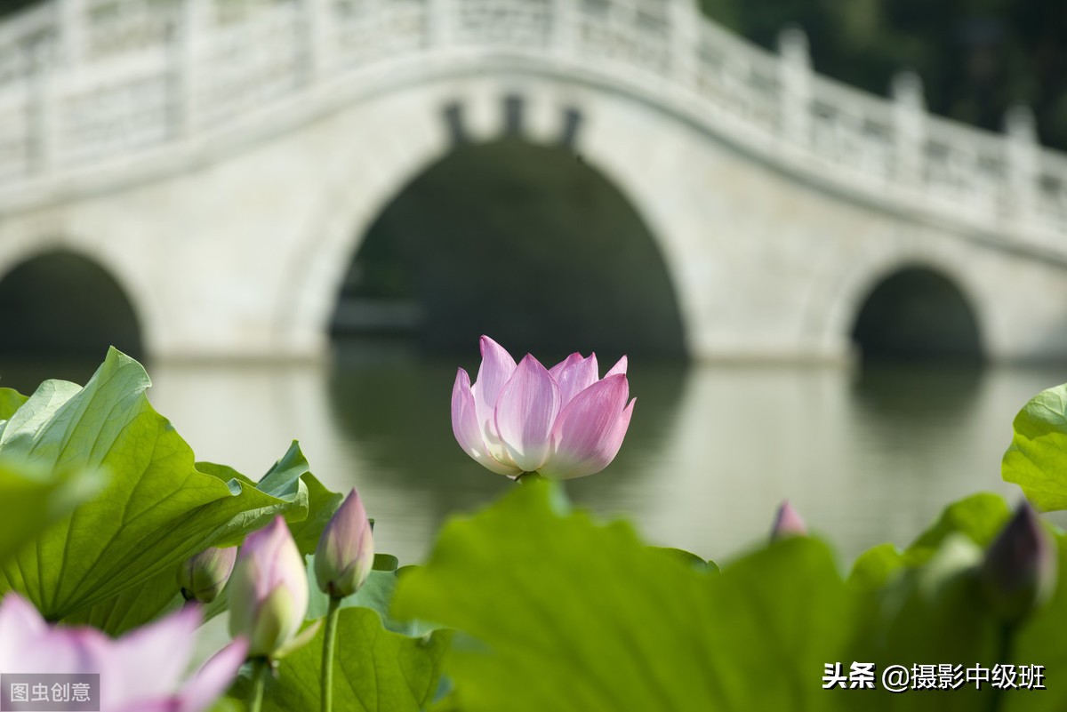 教你拍荷花的4个意境,怎么拍荷花拍照姿势大全