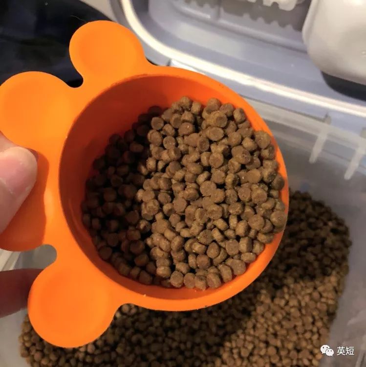 十年养猫,十年猫舍养宠经验分享