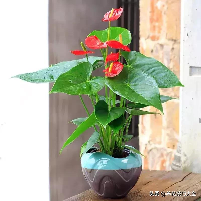 家里适合养几盆红掌,红掌养阳台招财吗