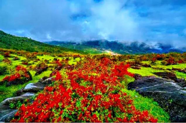 火棘树挂满果图,火棘花开