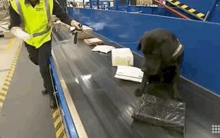 澳洲入境被遣返流程,澳洲三年不准入境禁令怎么解除