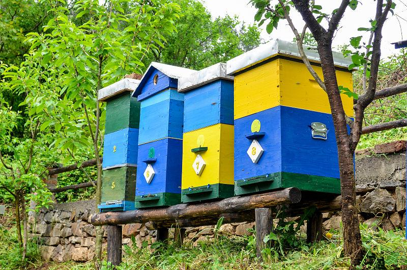 夏末秋初蜂群管理,蜜蜂养殖技术分享蜜蜂管理