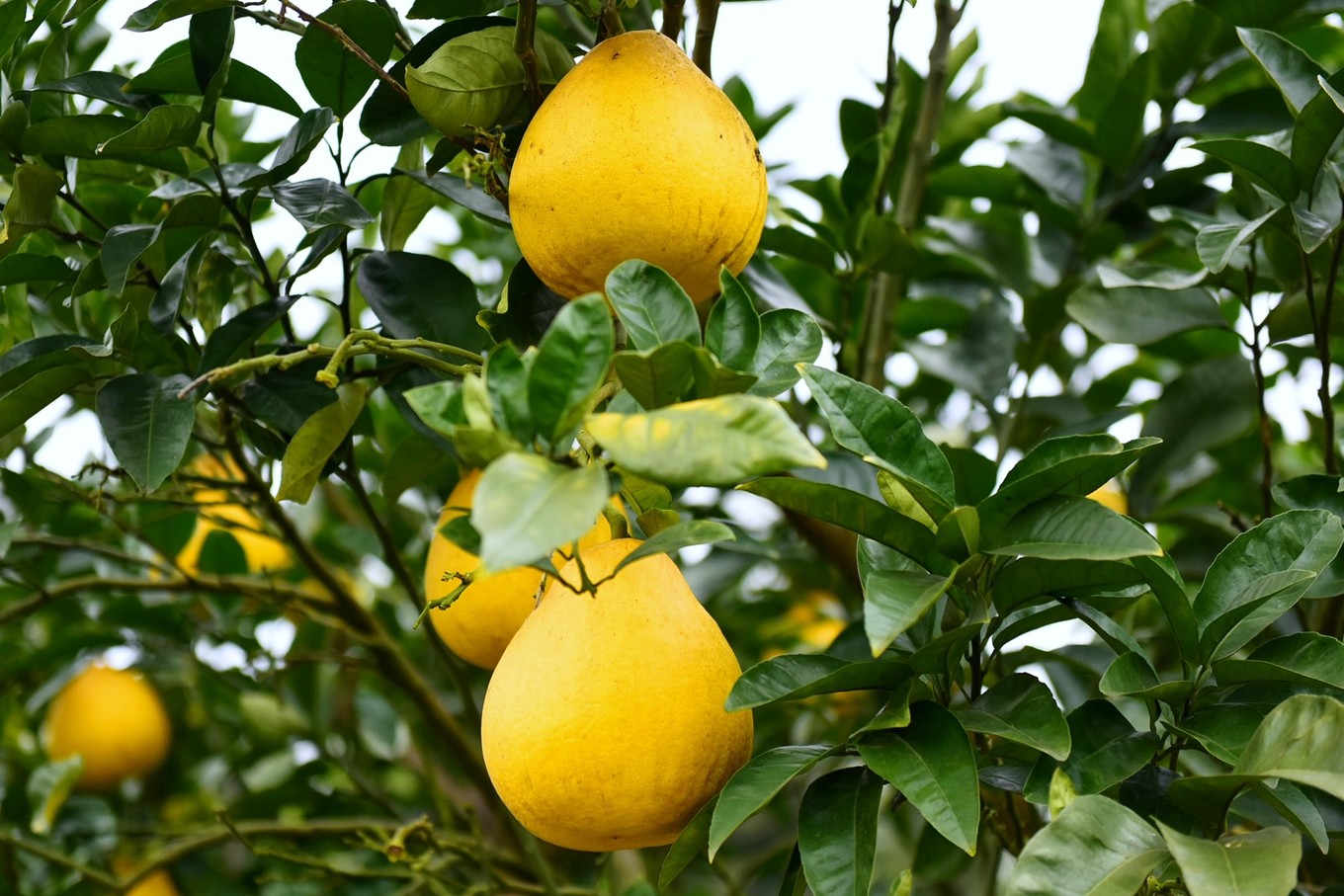 重庆市忠县柑橘园,柑橘之乡忠县