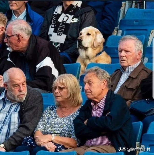 狗看足球比赛,狗子看踢足球激动