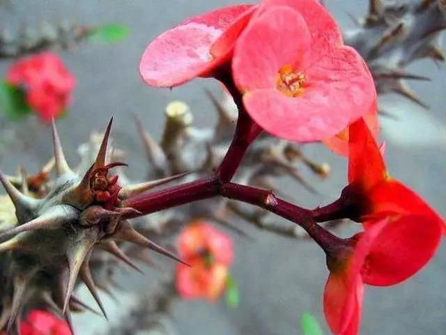 「识花儿」虎刺梅