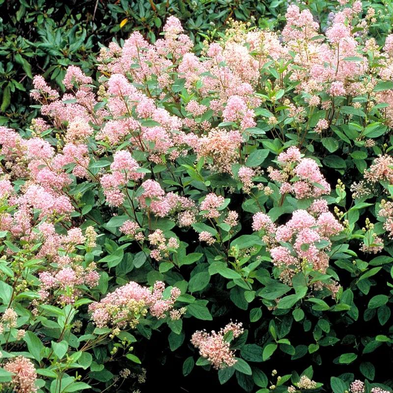 美洲茶寓意是什么,美洲茶蓝色海洋