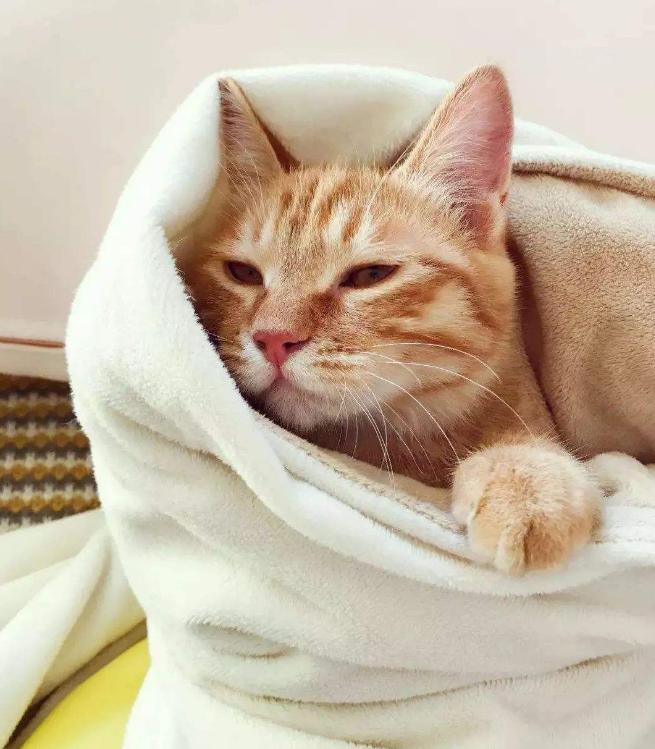 猫咪受凉感冒了怎么给它保暖,天凉了猫咪也怕冷了