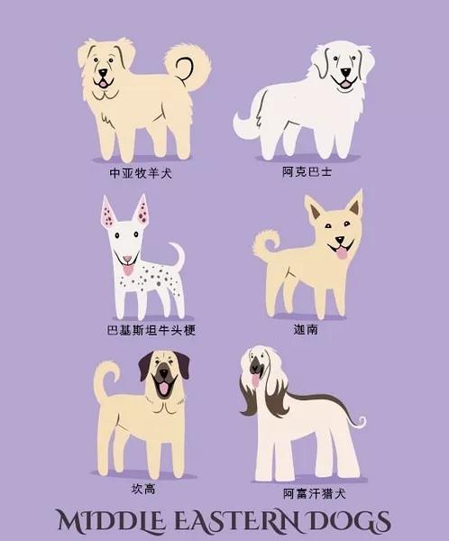 最常见狗狗品种大全及图片,中国常见的狗狗品种及图片大全