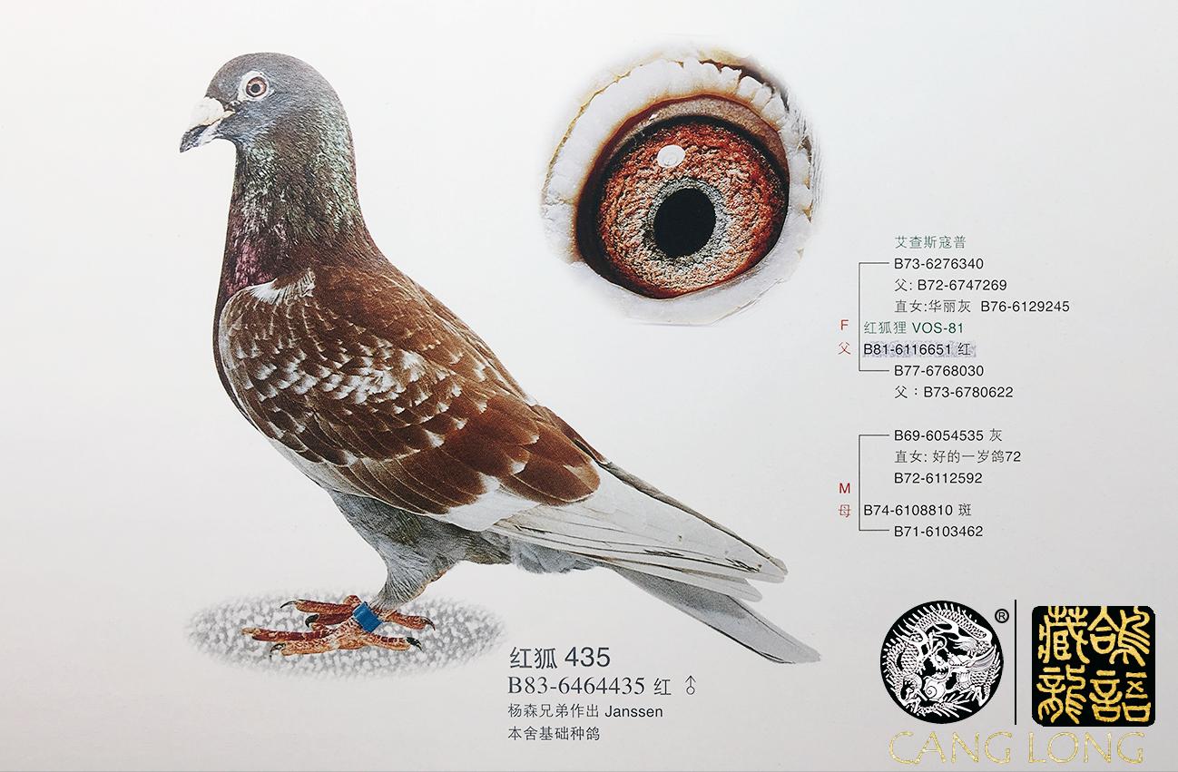 小白鸽难度怎么样,赛鸽浅白砂眼图