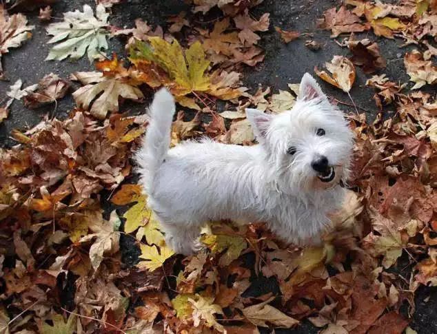 45种名犬大全,72种名犬图片附介绍